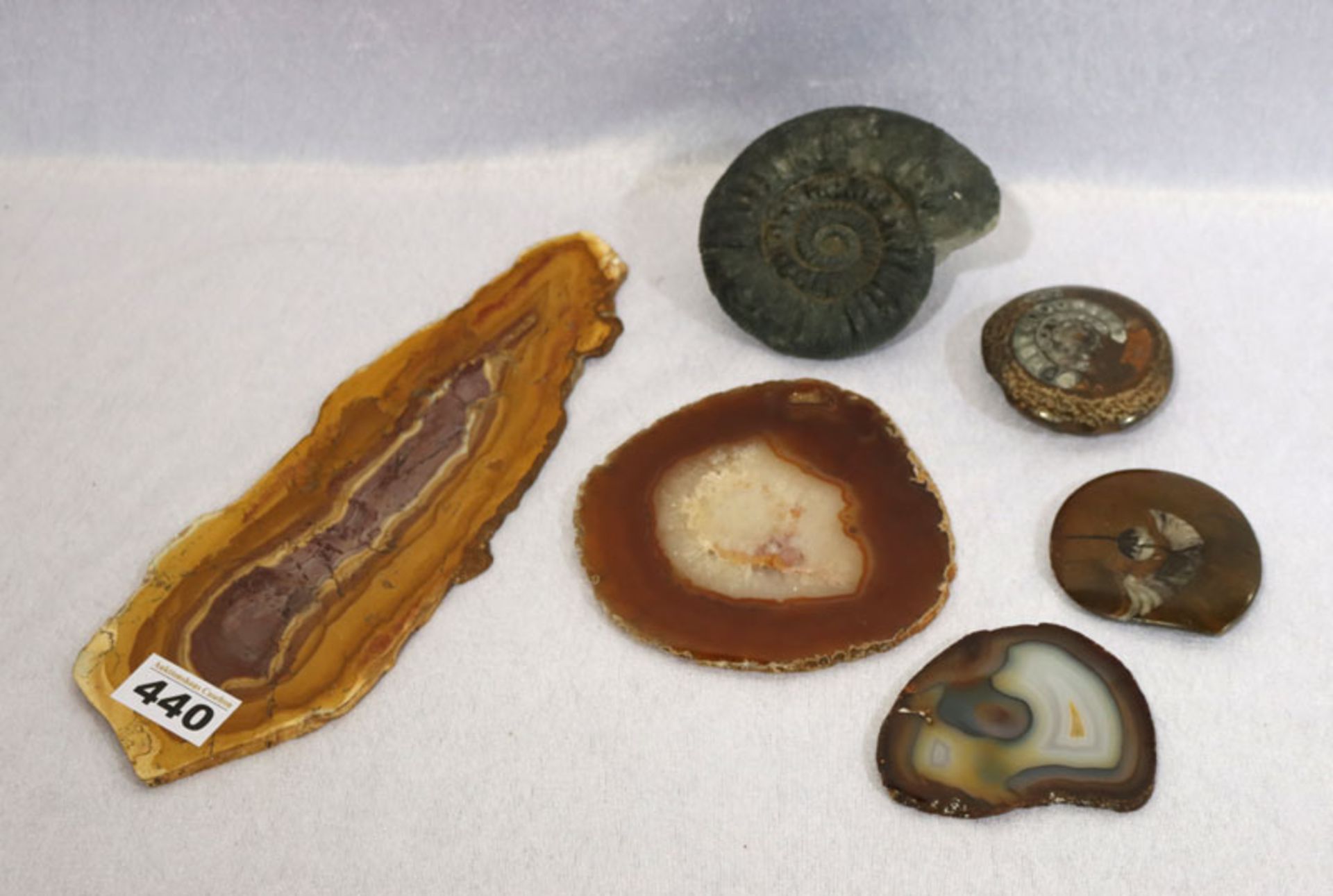 Mineralien-Konvolut: 3 Achatscheiben und 3 Schnecken-Fossilien