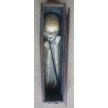 A small 19thC coffin containing an adult skull and two femur leg bones positioned in plaster -