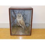 A Victorian taxidermy barn owl in glazed wooden case, 17" high.