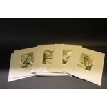 Seven copper plate owl engravings,