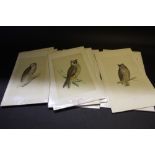 Nine hand coloured owl engravings,