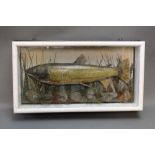 Taxidermy - A late 19th/early 20th century brown trout, in a glazed case with naturalistic setting,