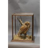 Taxidermy - attributed to H Murray Carnforth, a Tawny Owl in five sided case,