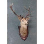 Taxidermy - Peter Spicer & Sons Leamington, an eleven point Red Stag mounted on an oak shield,