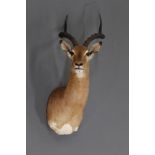 Taxidermy - Impala ram shoulder mount, harvested at Onvervacht, Kwazulu Natal on 29th May 2001,