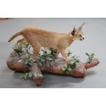 Taxidermy - Caracal full body mount on a simulated log,