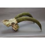 Taxidermy - A set of Roan Antelope horns with skull, measuring 25" along the curve.