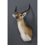 Taxidermy - Red Lechwe shoulder mount, shot at Leuubank in Verde,