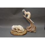 Taxidermy - An ermine stoat and a mink.