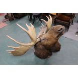 Taxidermy - an Edwardian Moose head and antlers, with glass eyes,