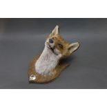 Taxidermy - Fox mask mounted on an oak shield.