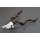 Taxidermy - Kudu skull and horns, shot at Byseewah in 1997, inside horn measurement 92 cm and 87 cm.