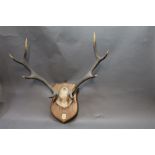 Taxidermy - F Sergeant Taxidermist Oban, an 8 point Red Stag quarter skull,