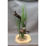 Taxidermy - Robert Reed Sussex Taxidermy, a pair of mink in reeds with brown trout,