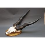 Taxidermy - Eland skull and horns mounted on a wooden shield with plaque,