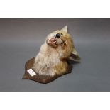 Taxidermy - Peter Spicer & Sons Leamington,