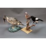 Taxidermy - A full mount Pintail Drake, together with a jay and magpie mounted on a log.