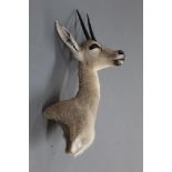 Taxidermy - Vaal Rhebok shoulder mount, from the mountains of Southern Africa,