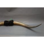 Taxidermy - a pair of bulls horns, tip to top 127 cm.