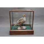 Taxidermy - an English grey partridge on a naturalistic base with snow,