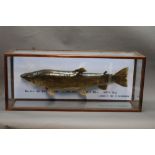 Taxidermy - A brown trout labelled 10 lb 8 oz Buttermere Lake 1st June 1977, length 30 1/2",