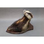 Taxidermy - Simon Wilson Lakeland Taxidermy Staveley Nr Kendal,