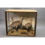 Taxidermy - H N Pashley "Cley Next The Sea Norfolk" a case containing a curlew and a whimbrel in