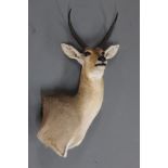 Taxidermy - Common Reedbuck (Southern) shoulder mount, harvested at Phinda KZN on May 3rd 2009,