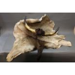 Taxidermy - a Fallow Deer pelt, together with a pair of cows horns, tip to tip 61 cm.