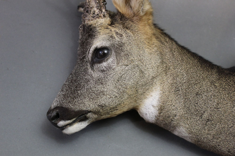 Taxidermy - Six point Roe Deer shoulder mount in winter coat. - Image 2 of 2