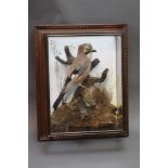 Taxidermy - H Murray Carnforth a Jay in a picture frame mount with five sided glass panels,