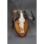Taxidermy - Black Wildebeest skull and horns mounted on a wooden shield,