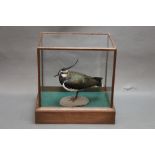 Taxidermy - a Lapwing on a gravel base, housed within a five sided glazed case,