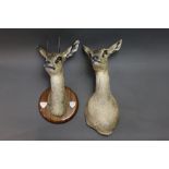 Taxidermy - Klipspringer ram and ewe, collected June 2006 at Kum Kum Ranch, South Namibia,