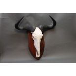 Taxidermy - Blue Wildebeest horns and skull mounted on a wooden shield,
