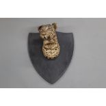 Taxidermy - Van Ingen Mysore India a Leopard head and shoulder mount,