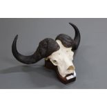 Taxidermy - Cape Buffalo horns and skull,
