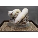 Taxidermy - Robert Reed Sussex Taxidermy, a pair of ermine stoat,