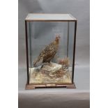 Taxidermy - A red grouse mounted on a naturalistic rock with heather,