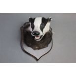 Taxidermy - Badger mask mounted on a shield, the shield length 26 cm,