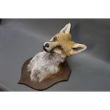 Taxidermy - Fox mask mounted on a wooden shield, shield length 31 cm,