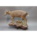 Taxidermy - Blue Duiker Ram, full bodied wall mount with ground vegetation,