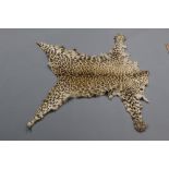 Taxidermy - Leopard skin, length +/- 125 cm, width between front paws 130 cm.