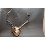 Taxidermy - An eleven point set of Red Stag antlers on quarter skull, mounted on a mahogany shield.