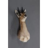 Taxidermy - Mountain Reedbuck shoulder mount,