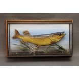 Taxidermy - A pike mounted in a four sided glass wall hanging case, the fish measuring +/- 50 cm.