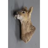 Taxidermy - Chinese Water Deer shoulder mount, harvested 20/11/2012 at Woodbastwick Norfolk,