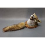 Taxidermy - A fox mask mounted on a wooden shield with brush,