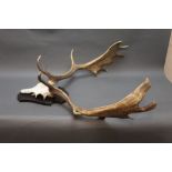 Taxidermy - a pair of Fallow Deer antlers on quarter skull, mounted on a shield.