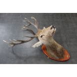 Taxidermy - A 14 point Red Stag head,